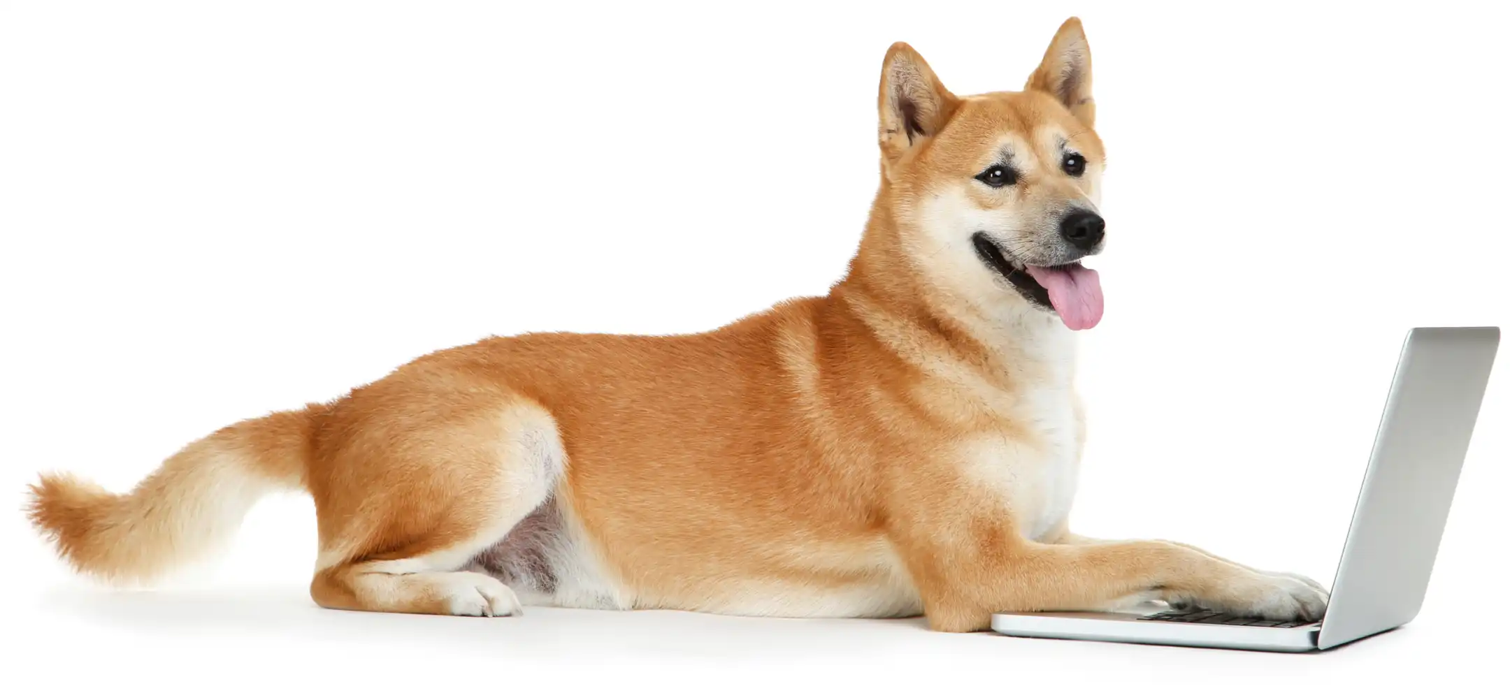 Sumo dog on laptop