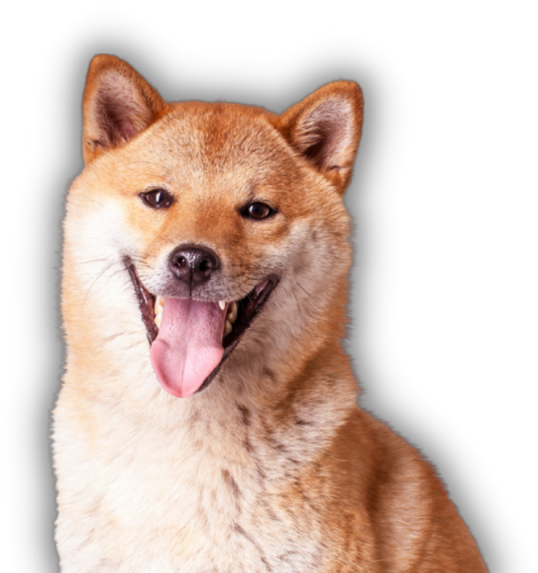 Sumo Payment Plan sumo-payment-plan